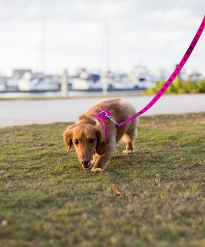 Pink Dog Leash by EcoBark - Padded Comfort Grip Leash - 4ft, 5ft, and 6ft Leash for Teacup, Small, and Medium Dogs