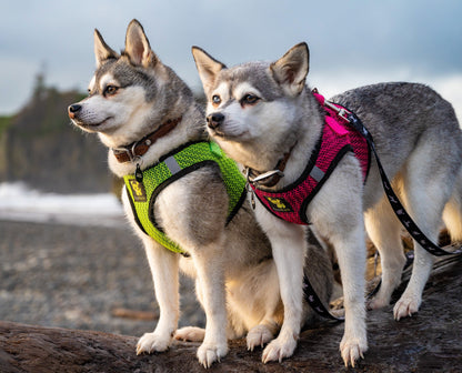 EcoBark Fuchsia Step In Dog Harness - Reflective Soft Mesh Harness for Teacup, Small Dogs and Puppies / Fuchsia Sport