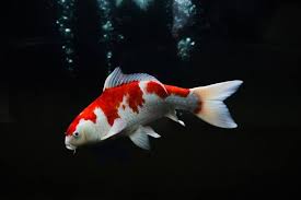 RED/WHITE KOI