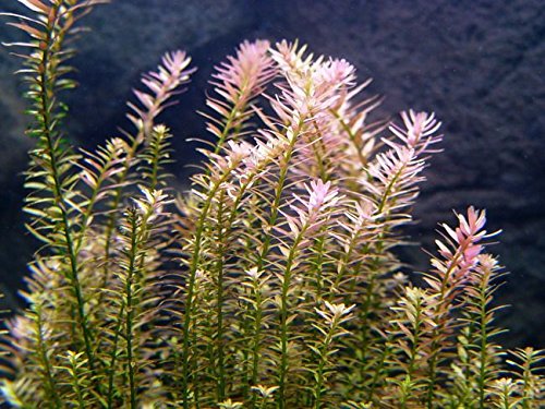 8 Species Aquarium Plants Bundle – Anacharis, Hornwort, Amazon Sword, Moneywort, Ludwigia and Cryptocoryne