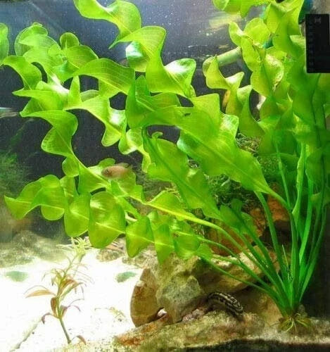 Aponogeton Ulvaceus Bulb - Live Aquarium & Pond Plant - Freshwater Aquatic Plant for Fish Tanks & Water Gardens