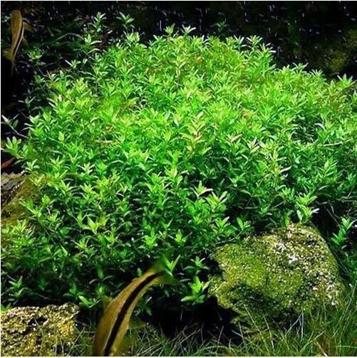 Pearlweed Stems 20+ | Live Aquatic Plant for Freshwater Aquarium | Hemianthus Micranthemoides