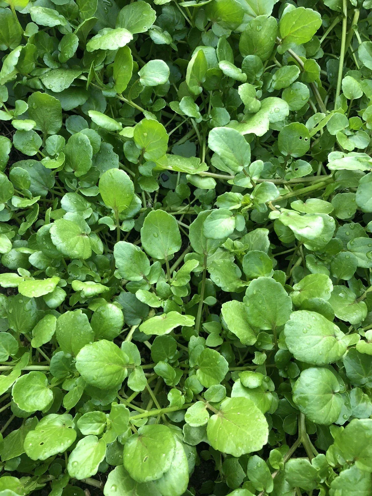 Watercress Live Plant with Roots for Aquariums and Gardens - Nasturtium officinale