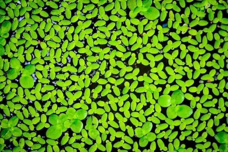 Duckweed Live Plant 2000 Count for Aquarium & Pond Lemna minor, Floating Aquatic Plant, Natural Water Filter