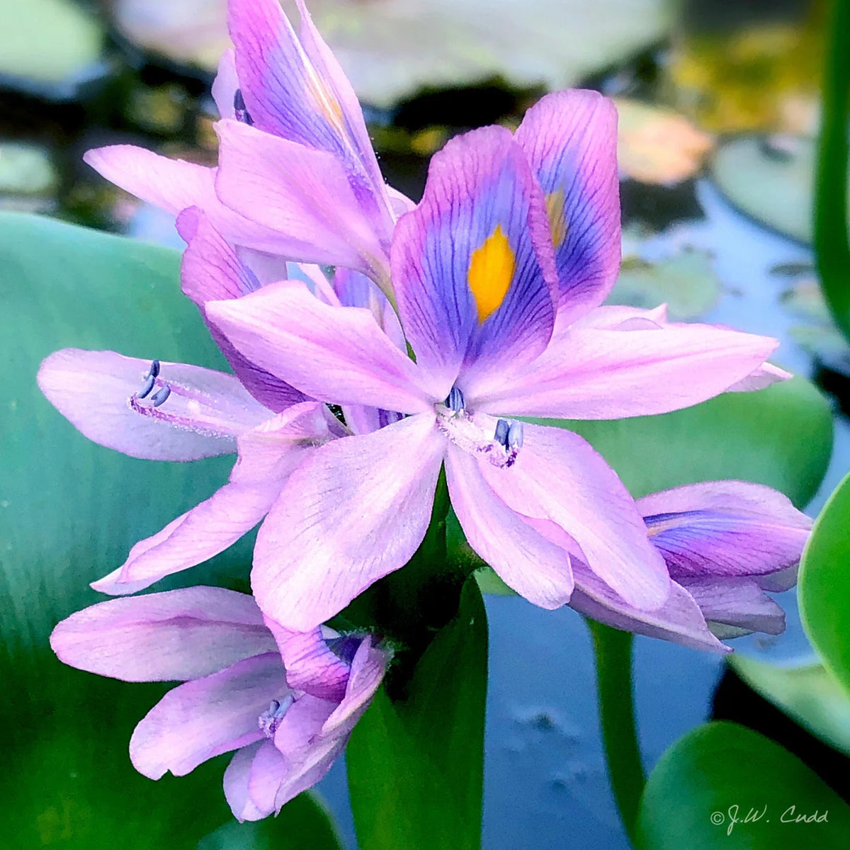 Water Hyacinth Aquatic Plant Tubers - Live Purple Rhizome for Ponds, Water Gardens, Aquarium - Eichhornia crassipes - 6 Pack