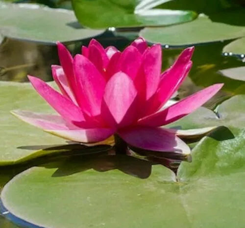 Bright Pink Water Lily Seeds - 5 Pack, Hardy Tropical Nymphaea spp, Flowering Pond and Aquarium Plant