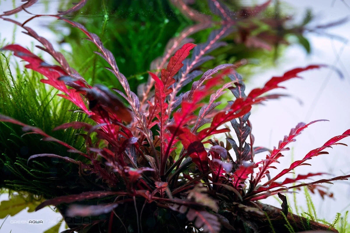 Hygrophila Pinnatifida Aquarium Plant - Live Freshwater Aquatic Plant for Tanks - Easy Care, Mid-Ground, Vibrant Foliage