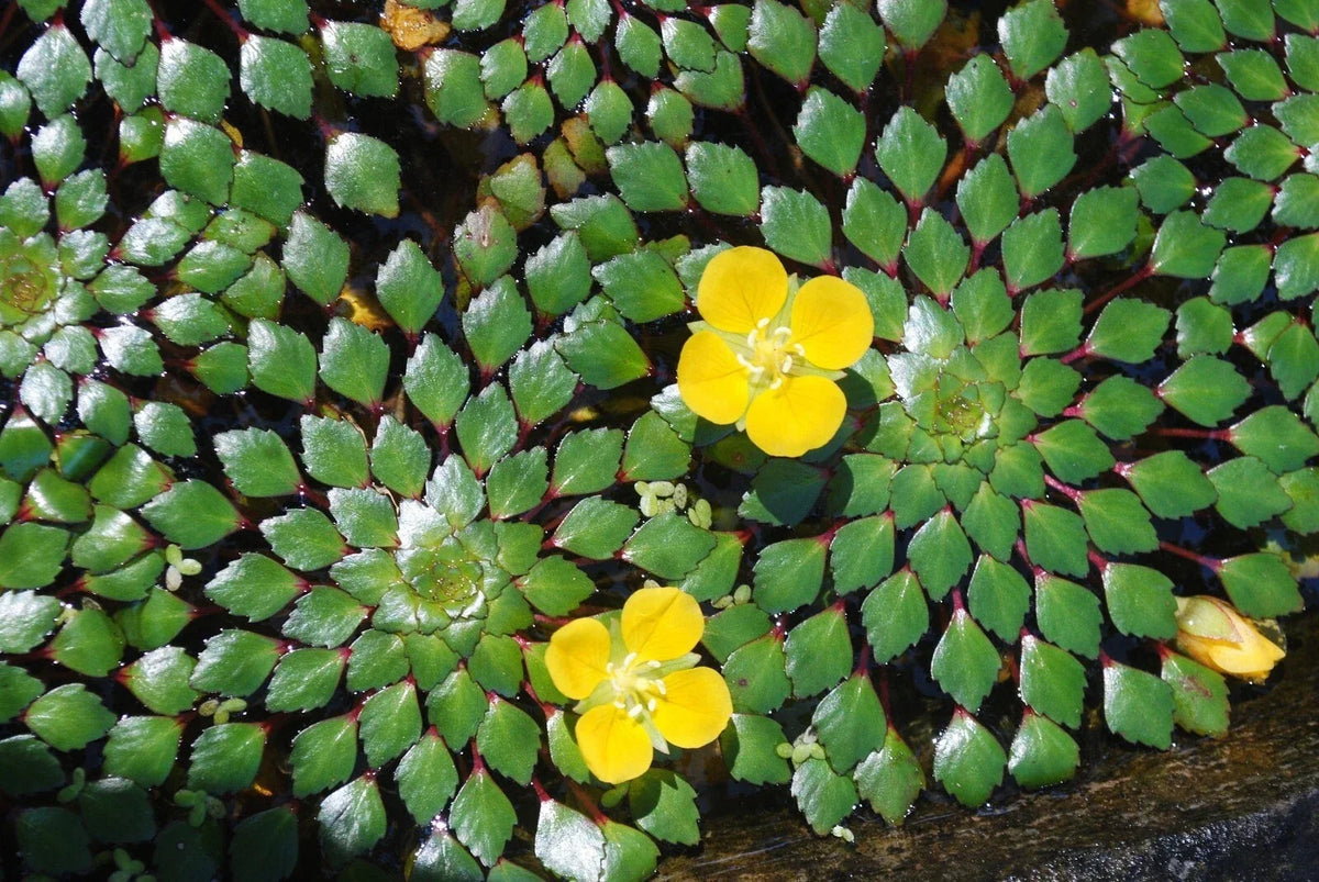 Mosaic Plant Bundle - 4 Live Aquatic Plants - Ludwigia Sedioides - Easy Care Aquarium Pond Plants