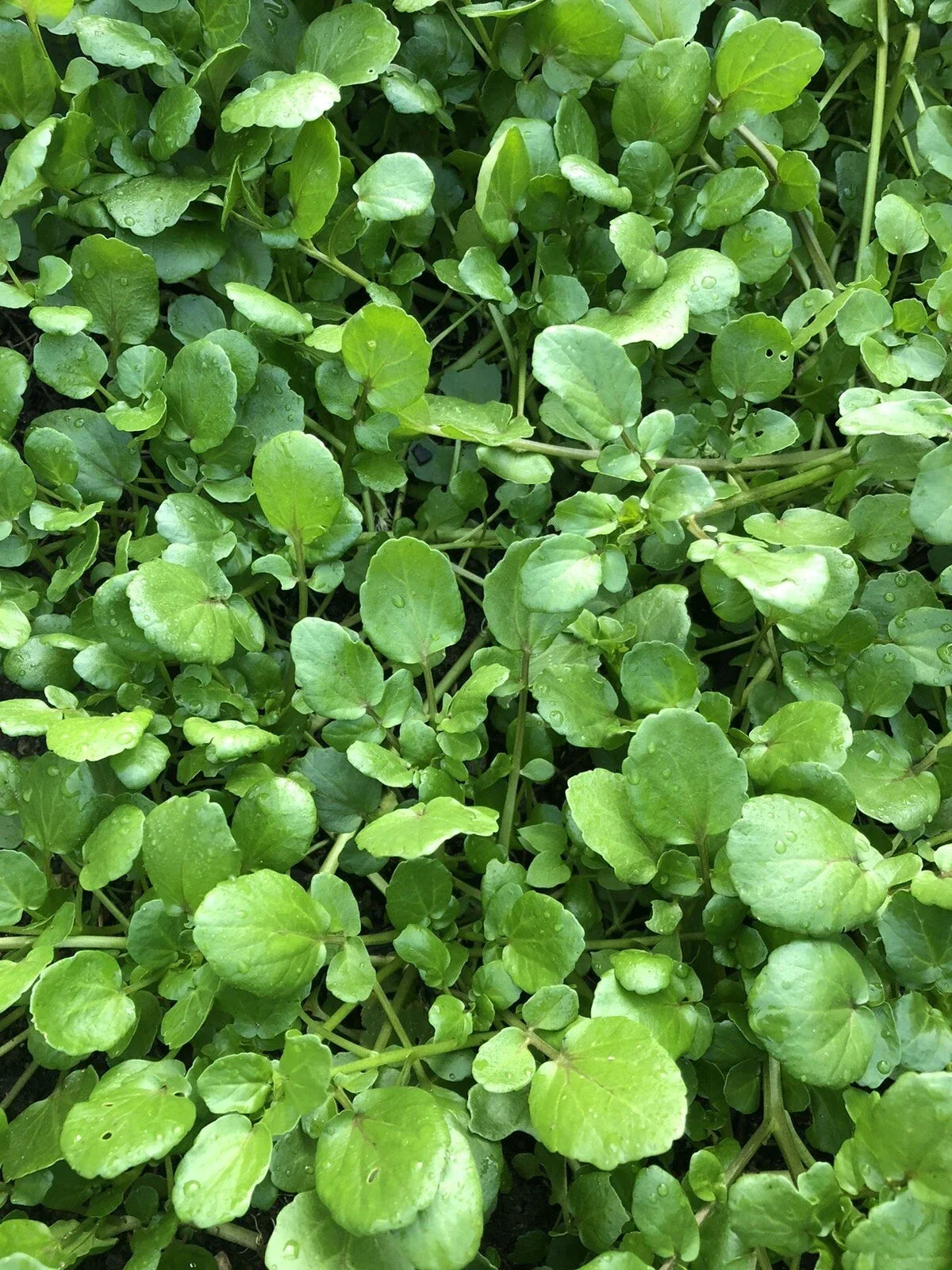 Watercress Live Plant with Roots for Aquariums, Edible Vegetable, Nasturtium officinale, Aquaponics & Hydroponics