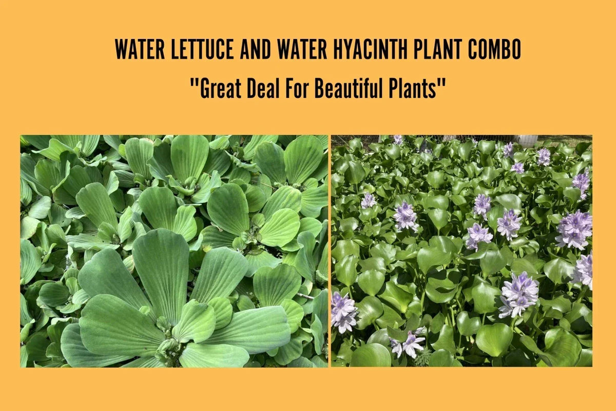 Medium Water Hyacinth & Water Lettuce Floating Pond Plants - Live Aquatic Plants for Ponds and Aquariums