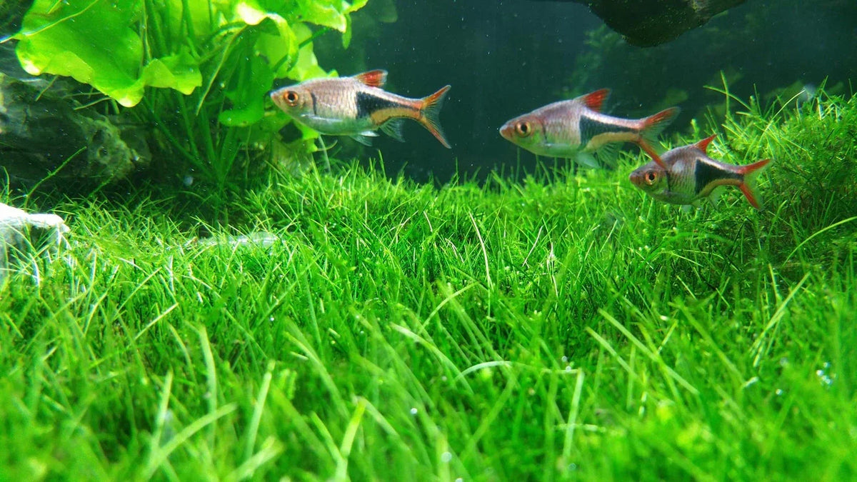 Aquarium Water Grass Seeds | 100+ Seeds | Aquatic Plant for Fish Tank Decoration