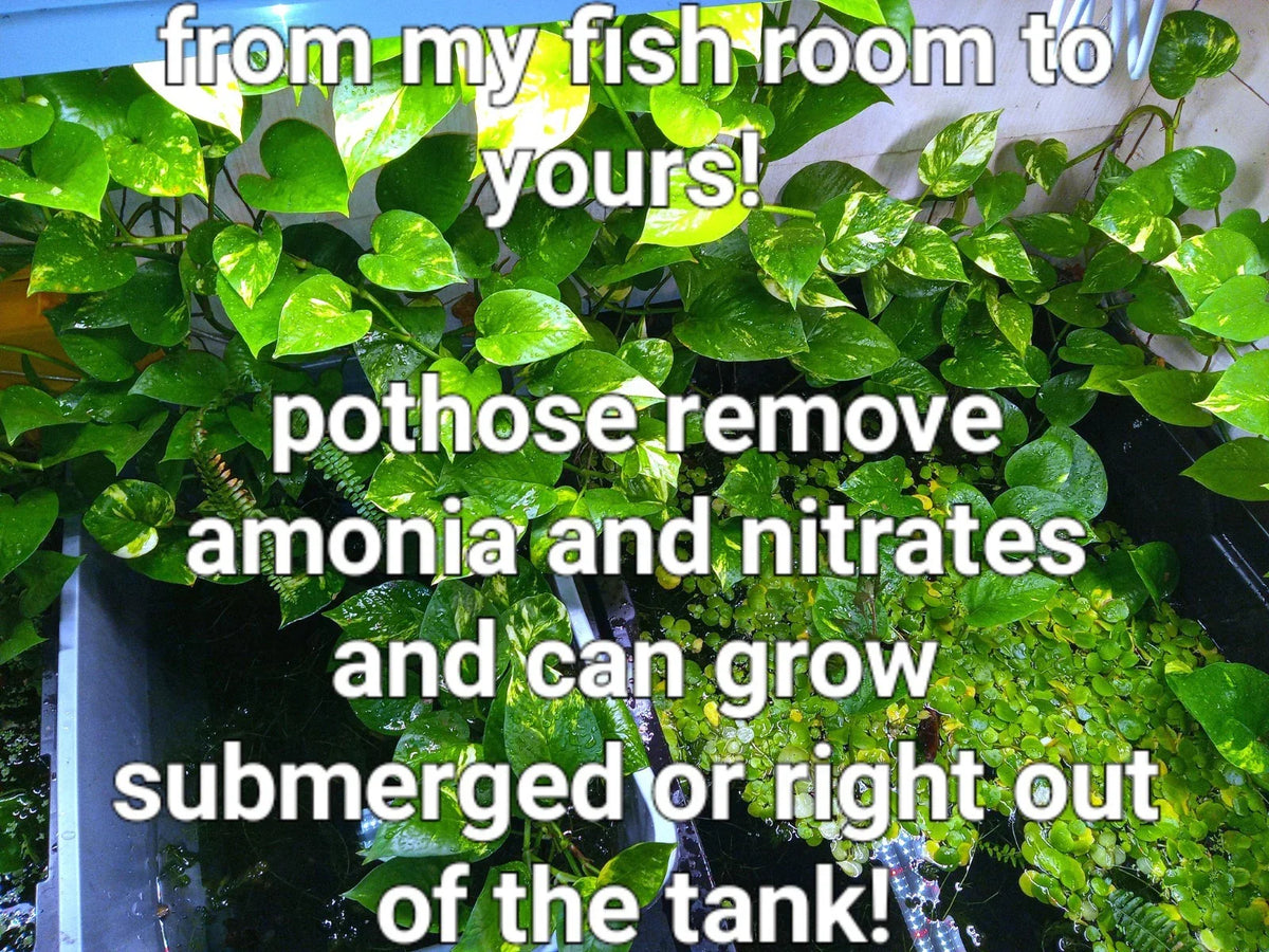 Rooted Pothos Plants Pack - Golden, Green & Marbled Queen Epipremnum aureum for Aquariums and Indoor Growth