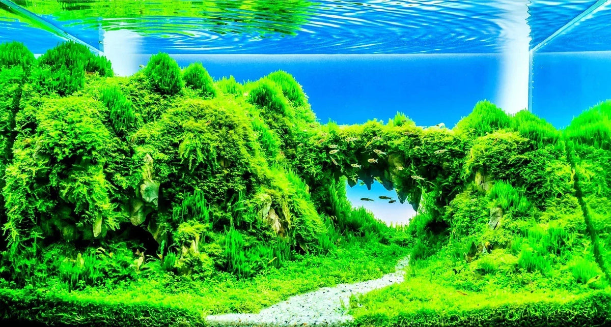 Dwarf Hairgrass Seeds - 50 Seeds for Aquarium Aquascaping - Eleocharis parvula