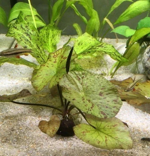 Tiger Lotus Plant Starter - Red and Green Marbled Leaves - Nymphaea zenkeri Aquarium Pond Plant