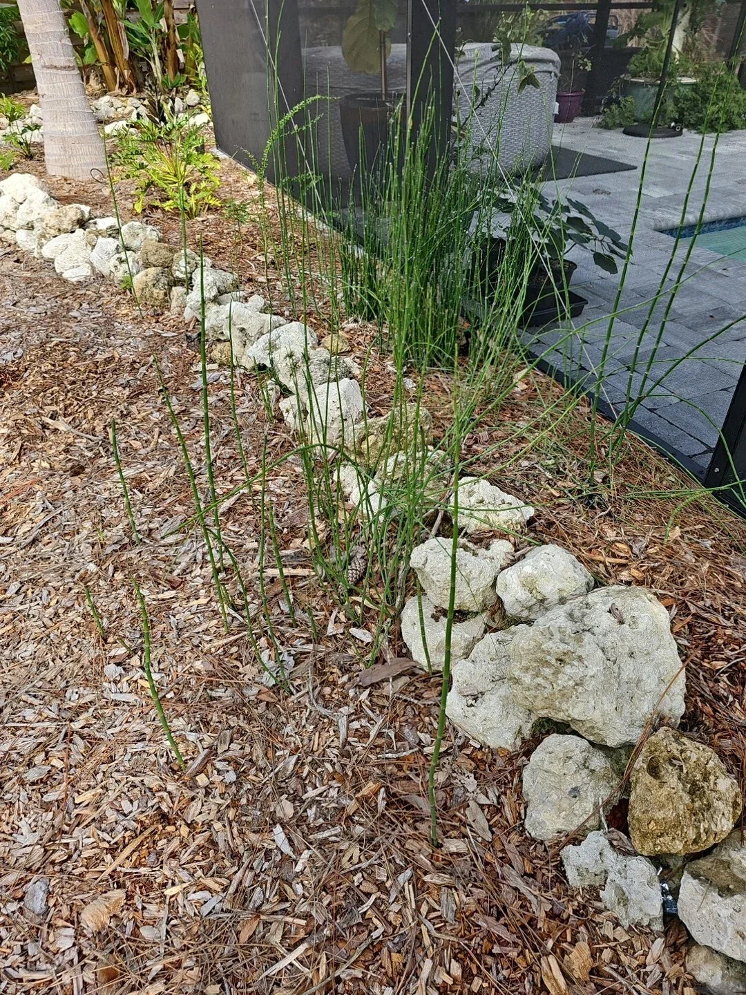 Water Horsetail Live Plant - Equisetum Fluviatile Root Bundle for Aquarium & Koi Pond, 4 pcs