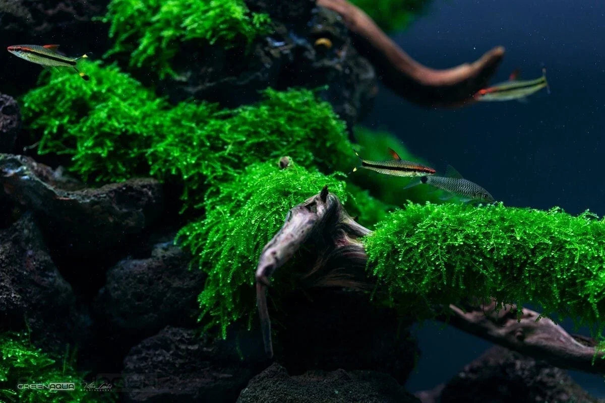 Weeping Moss Live Aquarium Plant 4oz Cup, Cascading Green Aquatic Stem, Vesicularia dubyana, Easy Care