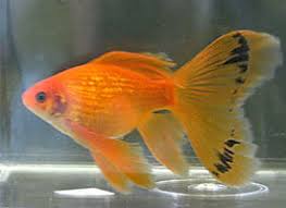 ASSORTED GOLDFISH (Mix of Straight-Tail Varieties)