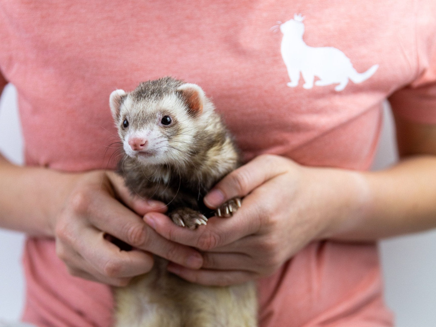 Soothing Paw Balm for Ferrets