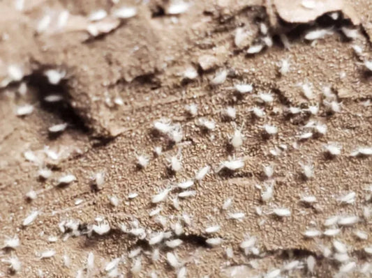 100+ Tropical Pink Springtails (Coecobrya cf. tenebricosa)