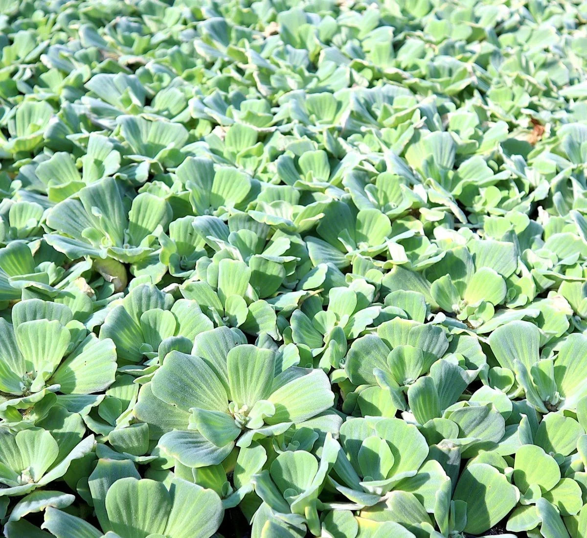 Floating Pond Plants Pack – Water Hyacinth & Water Lettuce Live Plants for Aquariums & Ponds – Eichhornia crassipes & Pistia stratiotes